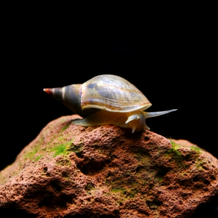 Spitzschlammschnecken – Yoda Schnecken (Lymnaea stagnalis)