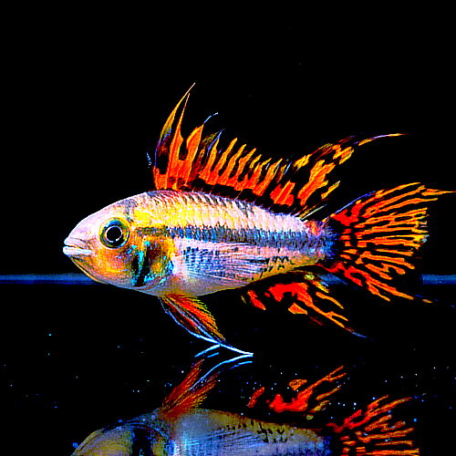 Apistogramma cacatuoides – "Double Red" | Kakadu-Zwergbuntbarsch