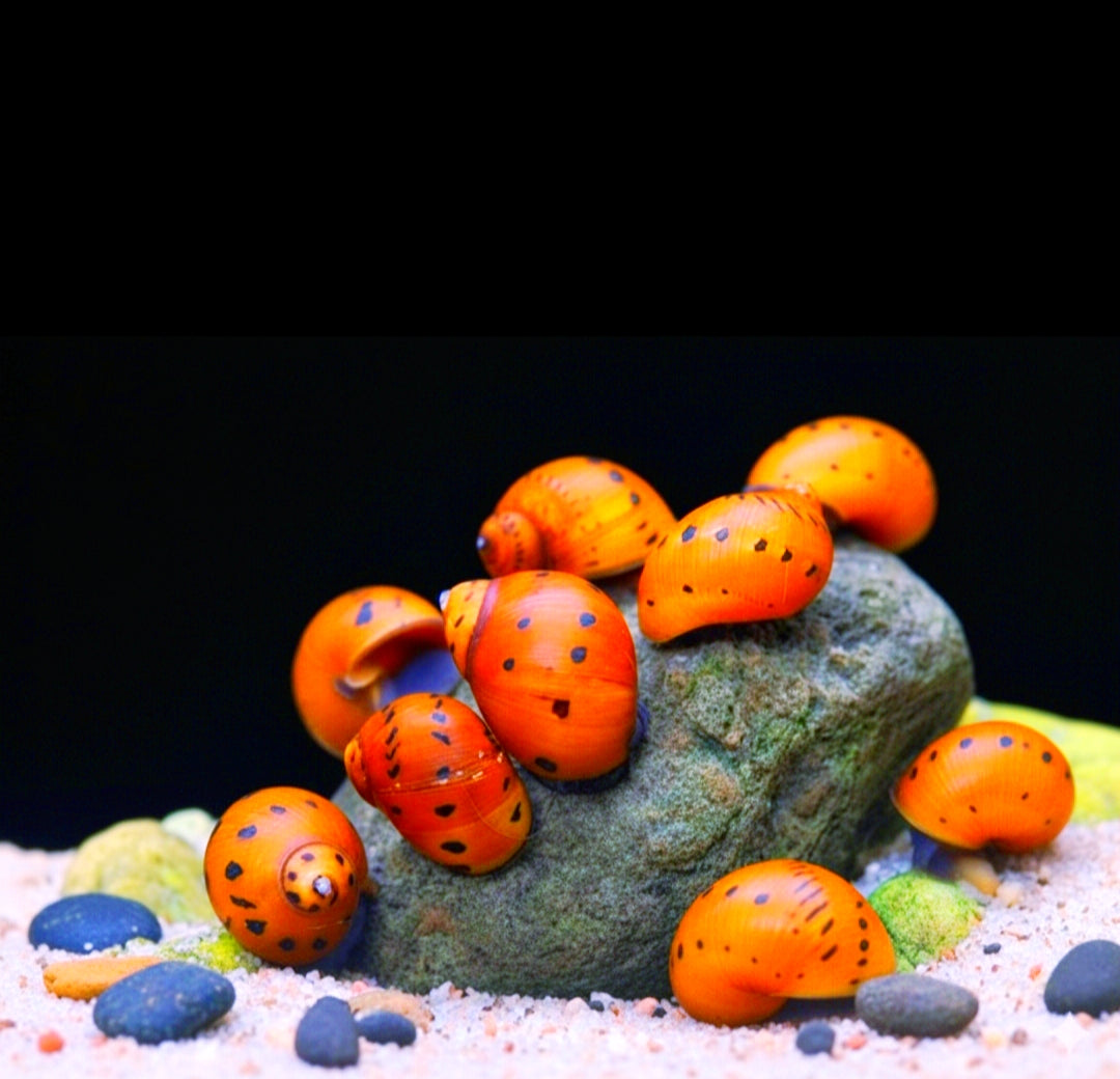 Neritina (Vittina) semiconica - Orange Track Rennschnecke