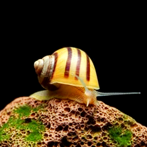 Zebra Apfelschnecke – Asolene spixi 🐌
