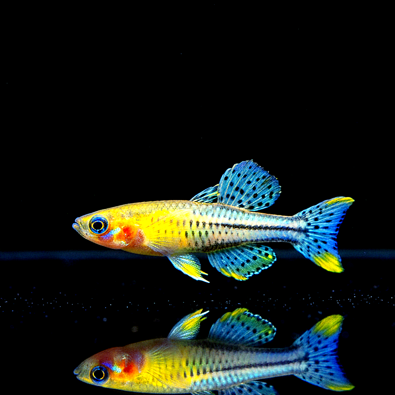 Pseudomugil gertrudae - Geflecktes Blauauge