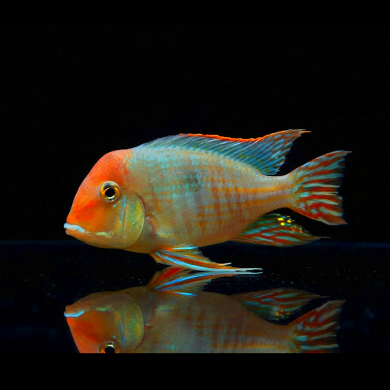 Rotkopf-Erdfresser – Geophagus pyrocephalus