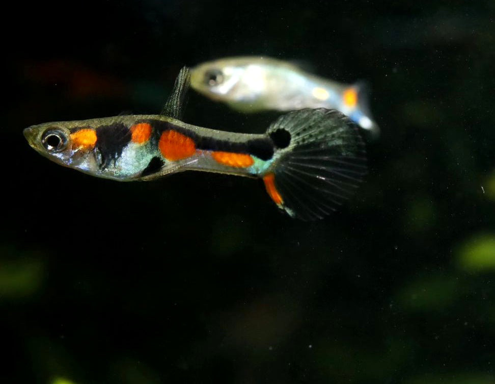 Endler Guppy - Naturform Guppys aus Liebevoller Zucht