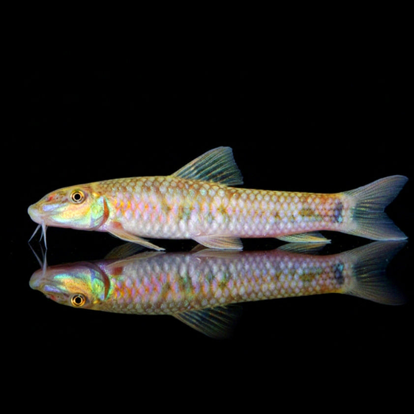 Goldflocken-Prachtalgenfresser – Garra spec. "Sunset Goldscale" (Garra birostris)