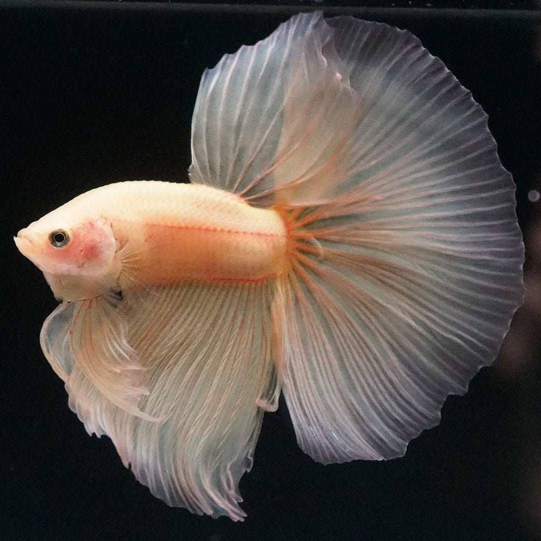 Betta splendens "Halfmoon Fancy Yellow" – Farbenfroher Kampffisch mit spektakulärer Musterung