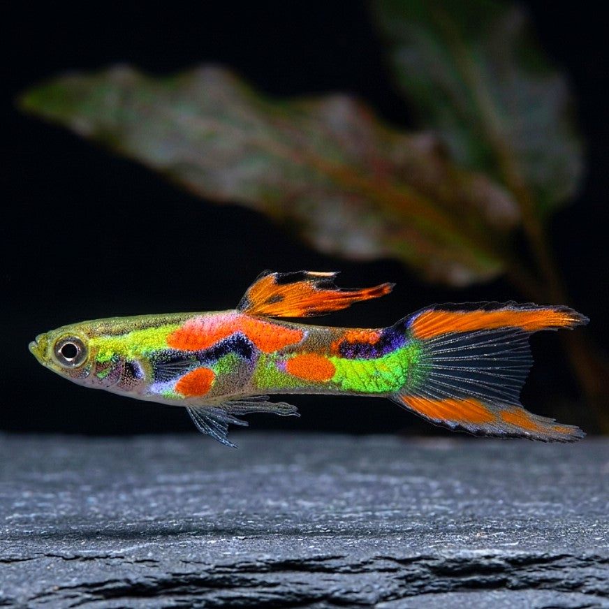 Naturform Guppy - 🧡💚 Endler