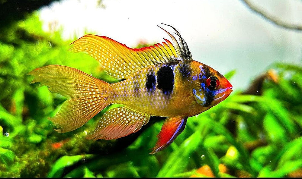 Schmetterlingsbuntbarsch "LongFin" – Microgeophagus ramirezi