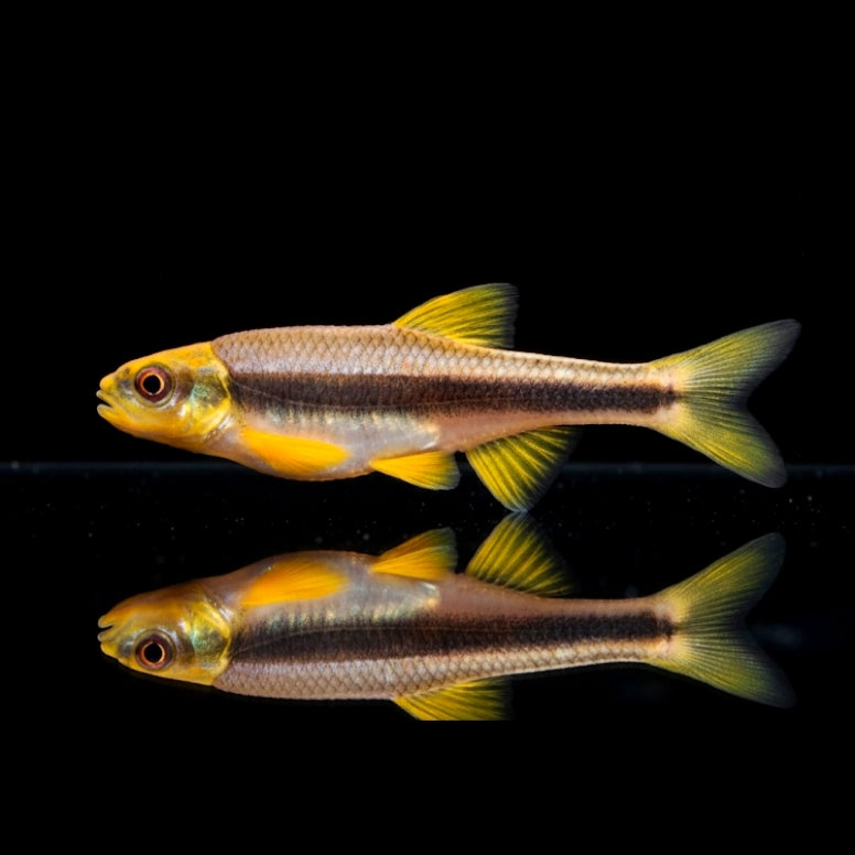 Weißflossenelritze – Notropis lutipinnis