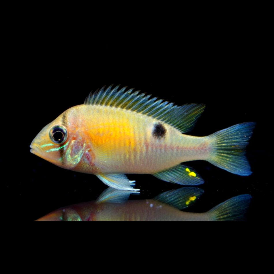 Schwanzstreifenbuntbarsch – Biotodoma cupido PERU