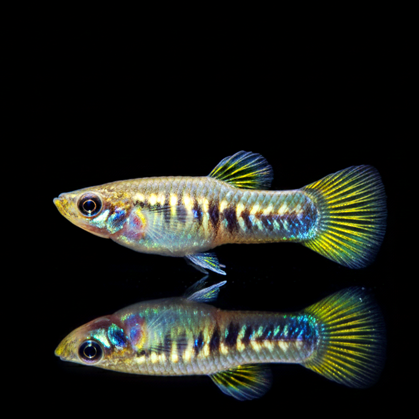 Tiburon-Kärpfling – Limia tridens (Poecilia tridens)