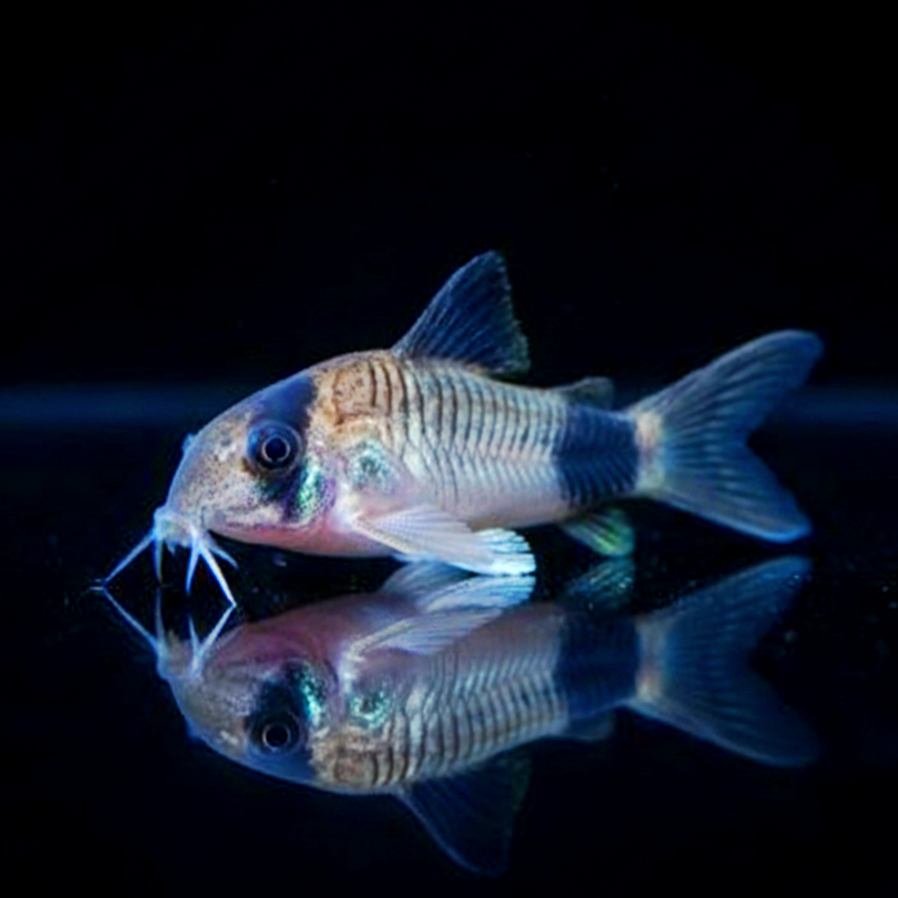 Corydoras Panda - Panzerwels
