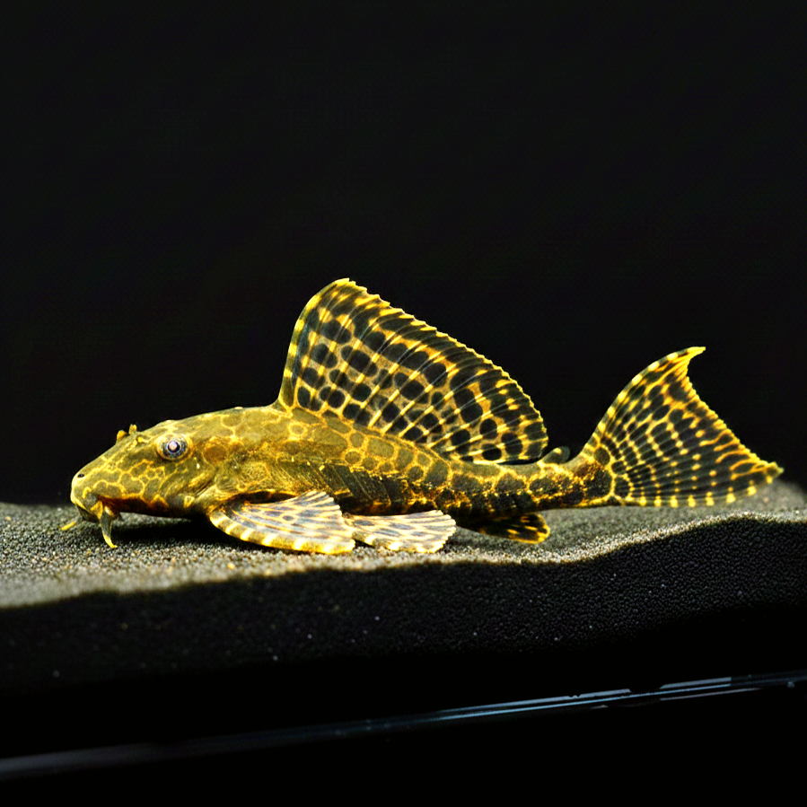 Wabenschilderwels – Pterygoplichthys gibbiceps (L165) 🐟🛡️