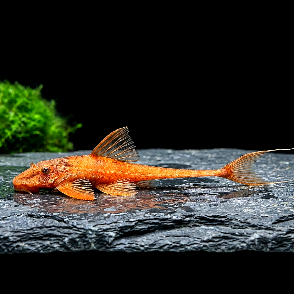 Roter Hexenwels – Rineloricaria spec. ❤️🐟