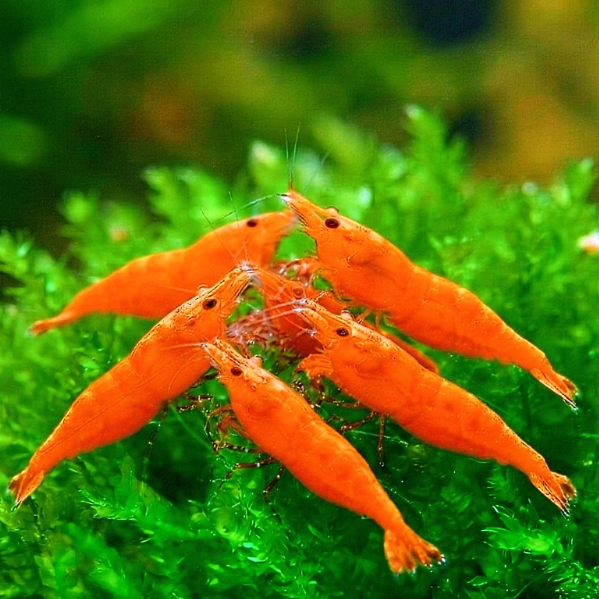 Neocaridina davidi - 🧡 Orange Sakura Garnelen
