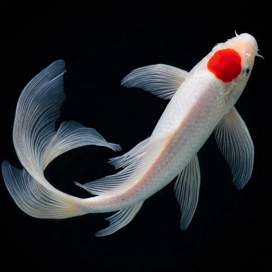 Koi Butterfly Mix - Karpfen - Cyprinus carpio 🤍♥️🧡 AquaTimo