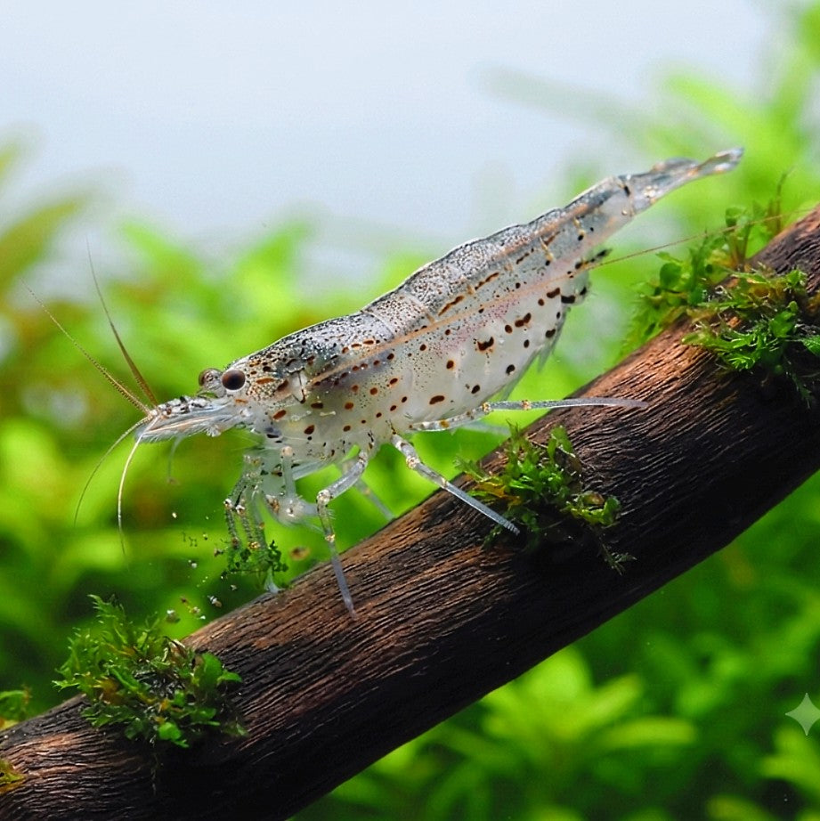Caridina multidentata - Amanogarnele -🤍 Natur 🌱