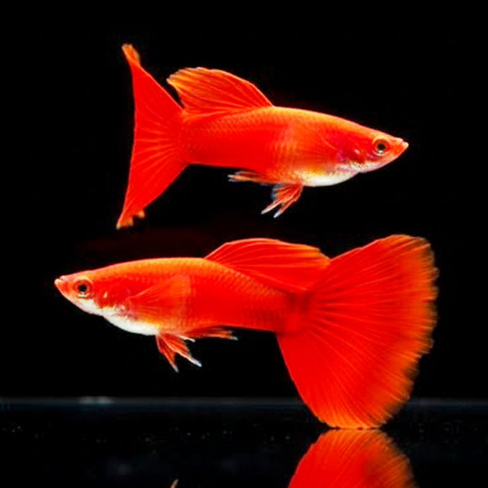 Hochzucht Guppy - Full Red
