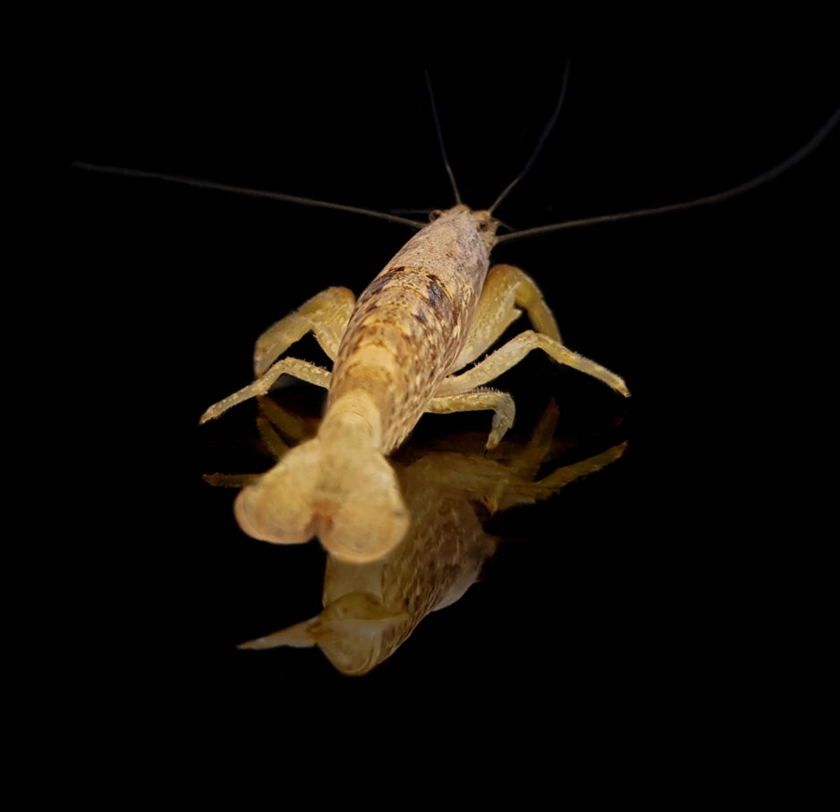 Atyopsis moluccensis