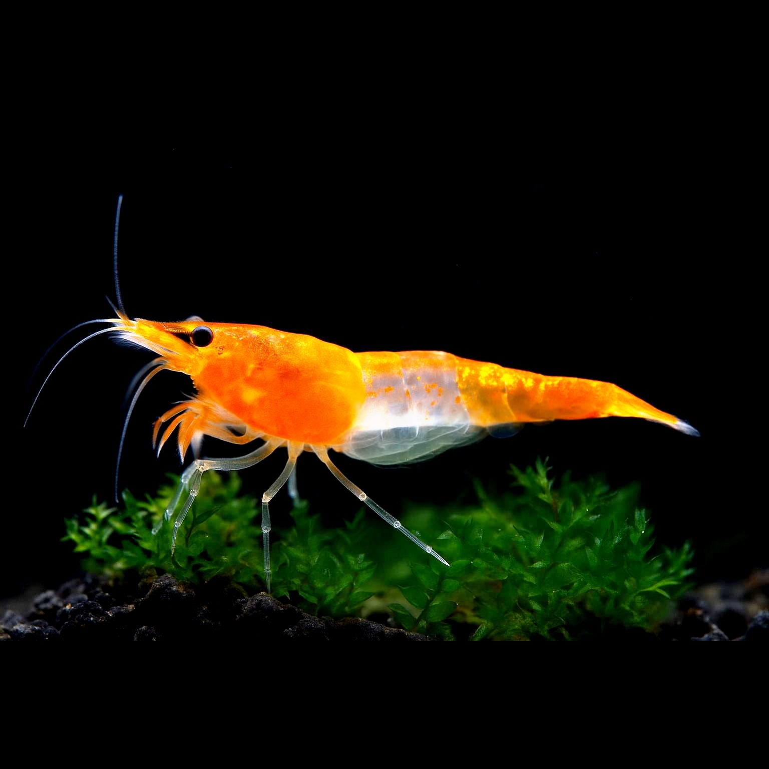 Neocaridina davidi - Orange Rili Garnelen
