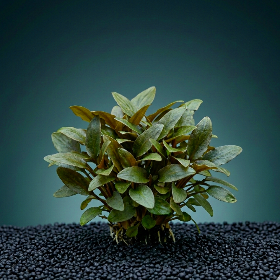 Cryptocoryne lutea 'Hobbit' / Dennerle-Plants