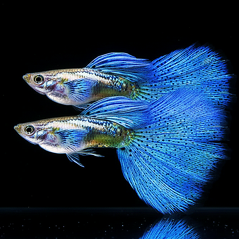 Hochzucht Guppy - Blue Grass