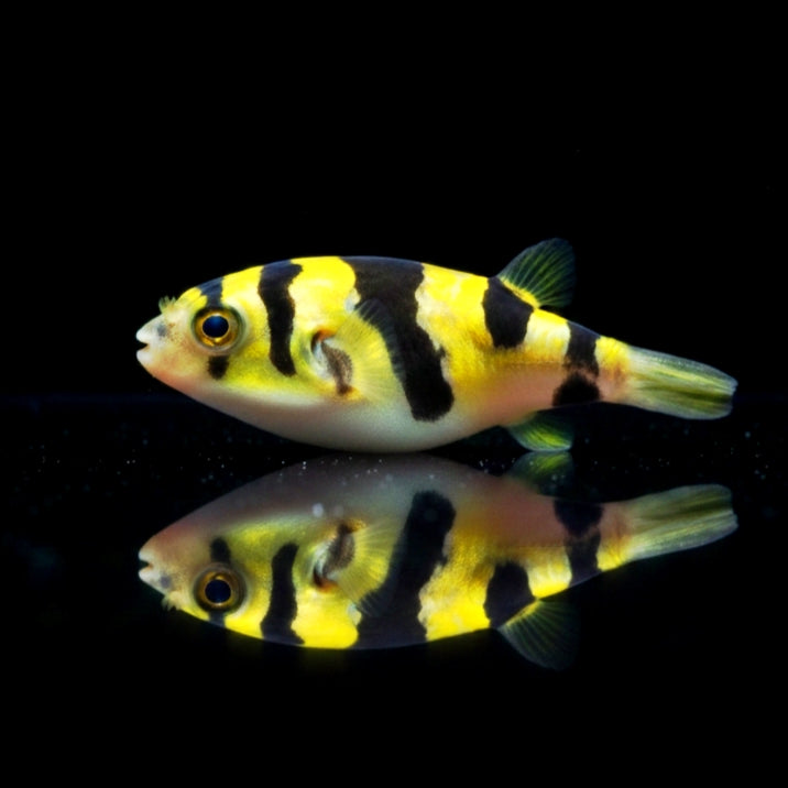 Tetraodon biocellatus - Augenfleck Kugelfisch