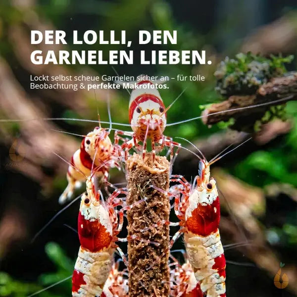 NatureHolic Shrimp Stick SpirulinaPower: Der Leckerbissen für intensive Farben AquaTimo
