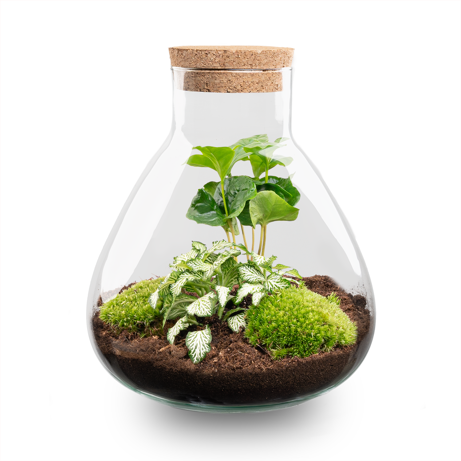Grüne Ruhe im Glas: DIY Pflanzen-Terrarium Set „Sammie“ 🌿💚 - ES+