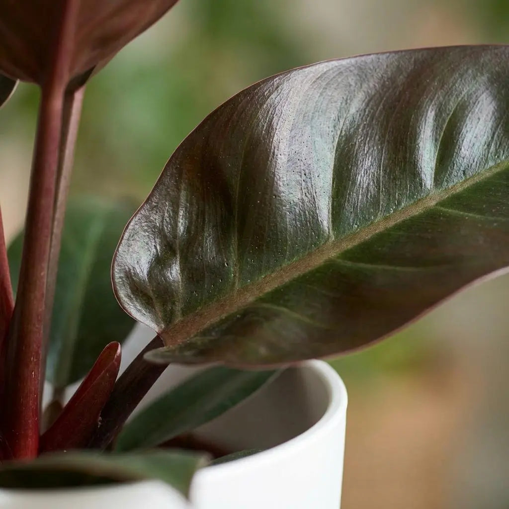 Green boutiQ | Philodendron Imperial Red im Weißen Ziertopf – Luxus & Luftreinigung 🌿❤️ - ES+ Everspring