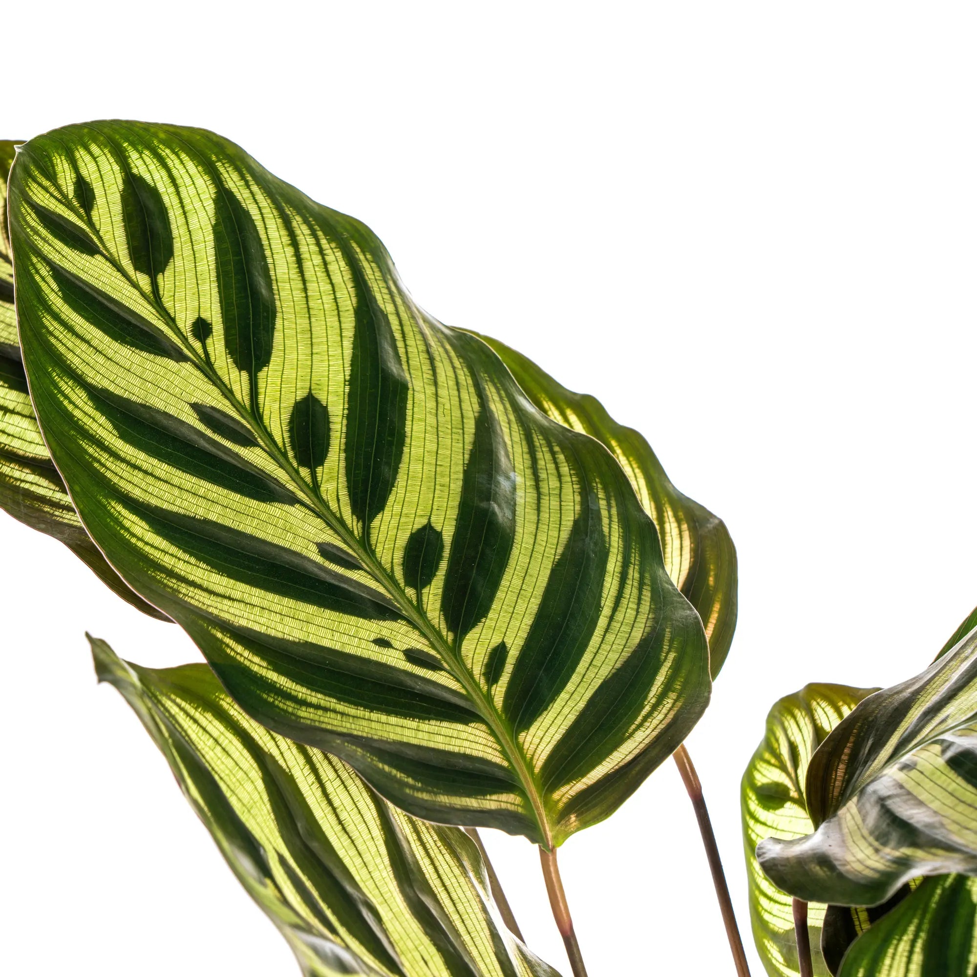 Calathea Makoyana (Pfauenpflanze) – Das lebendige Kunstwerk für Ihr Zuhause 🌿💖 (Ø17cm | ↕40 – 50cm) - ES+ Everspring