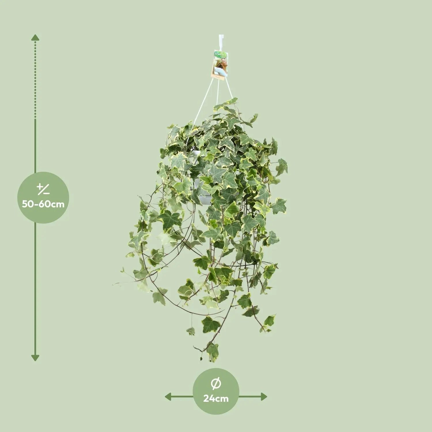 Hedera Helix 'Gold Child' – Der üppige XXL Efeu mit goldenem Rand 🌿 - ES+ Everspring