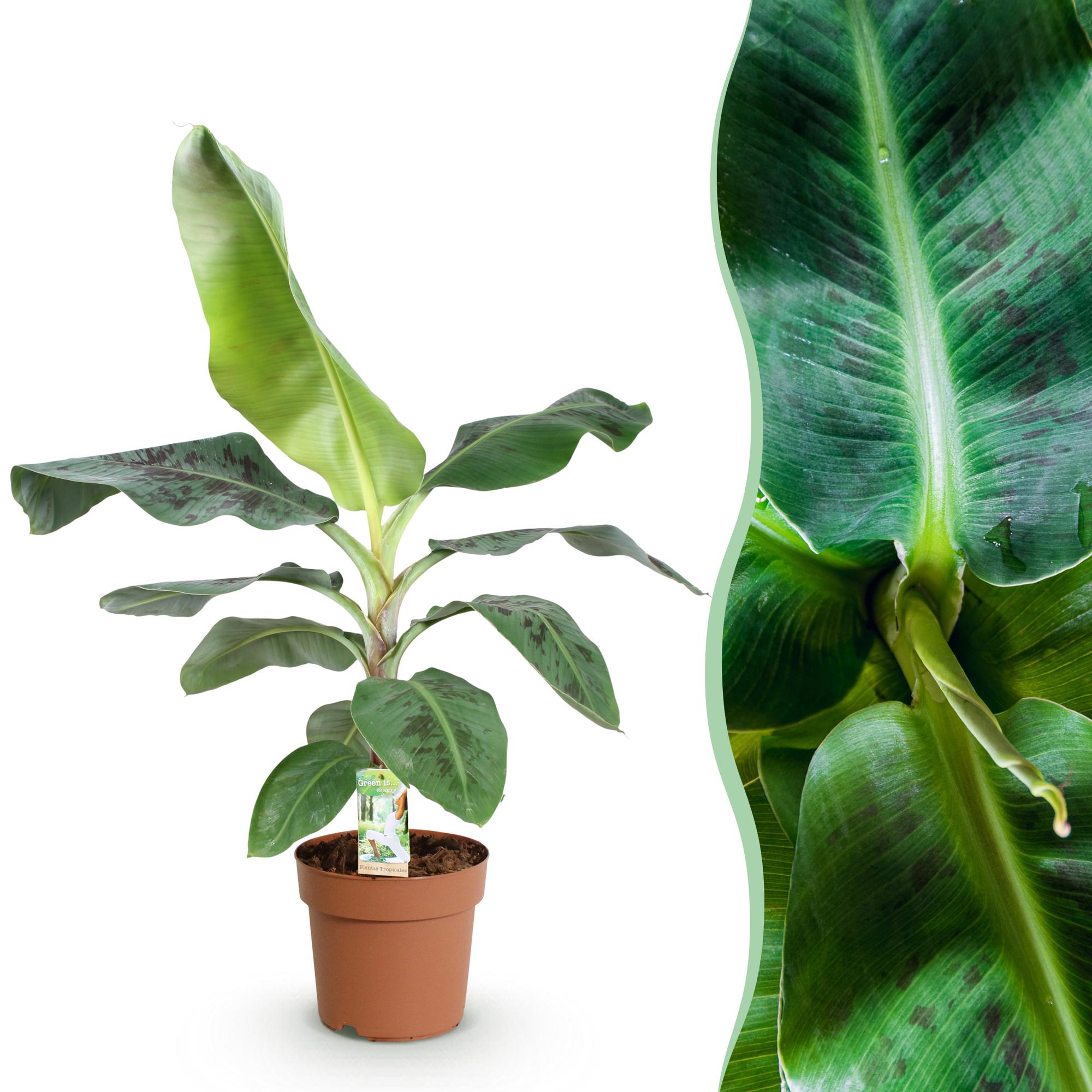 Musa acuminata 'Dwarf Cavendisch' – Ihre pflegeleichte Bananenpflanze 🍌💚 - ES+