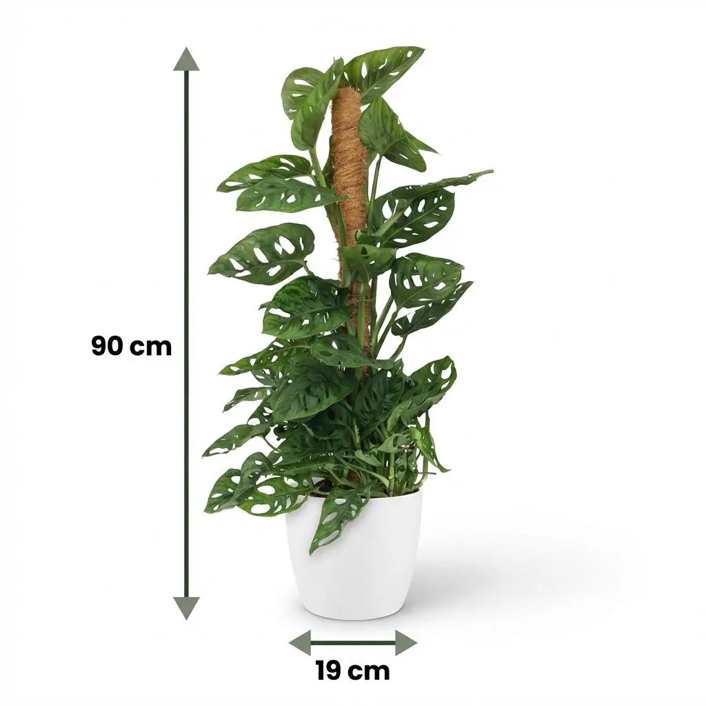 Green boutiQ | XXL Monkey Mask (Monstera Adansonii) am Moosstab – 90 cm Höhe 🌿🐒 - ES+ Everspring
