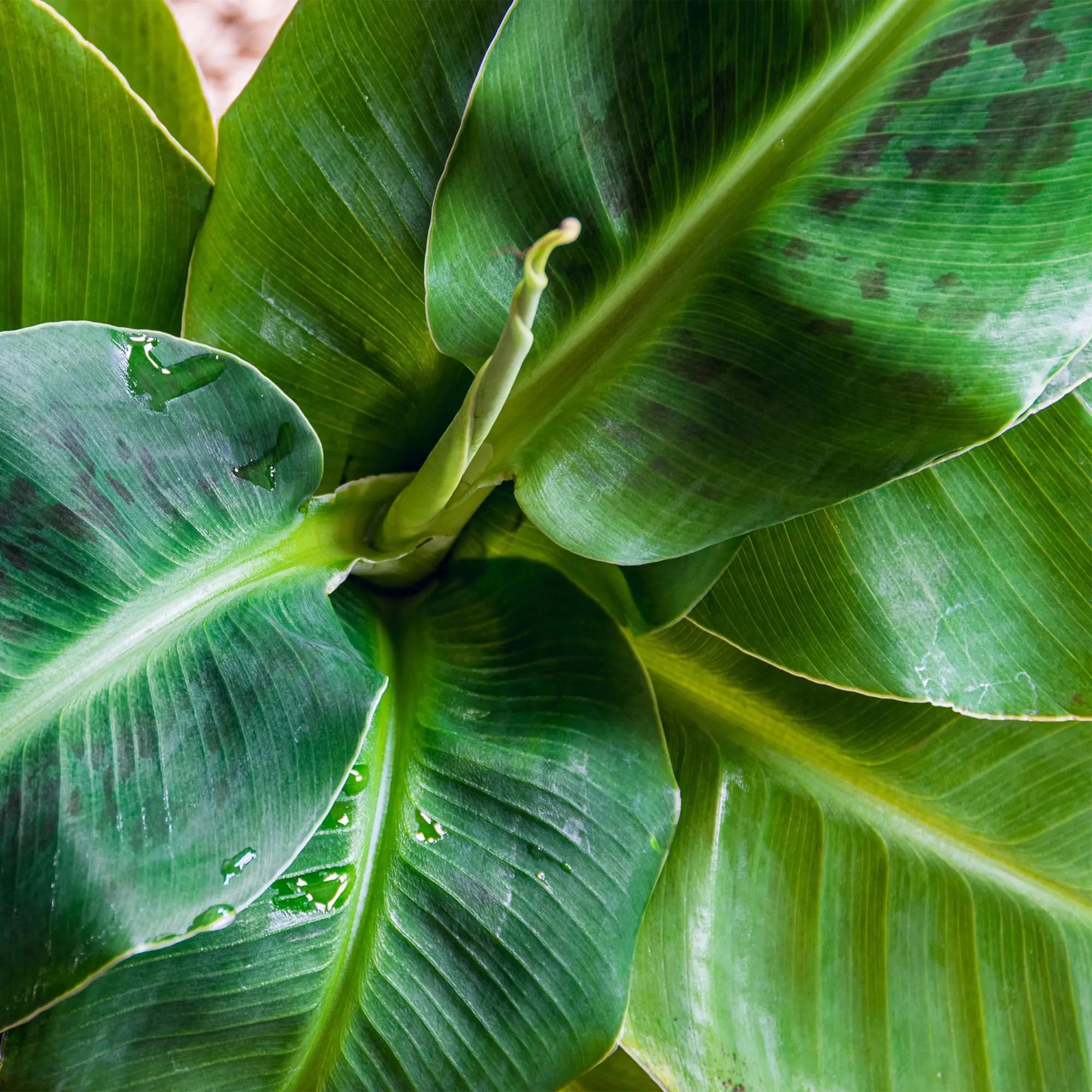 Green boutiQ | Zwerg-Bananenpflanze Musa acuminata Dwarf Cavendisch im Stil-Topf 🍌🌴 - ES+ Everspring