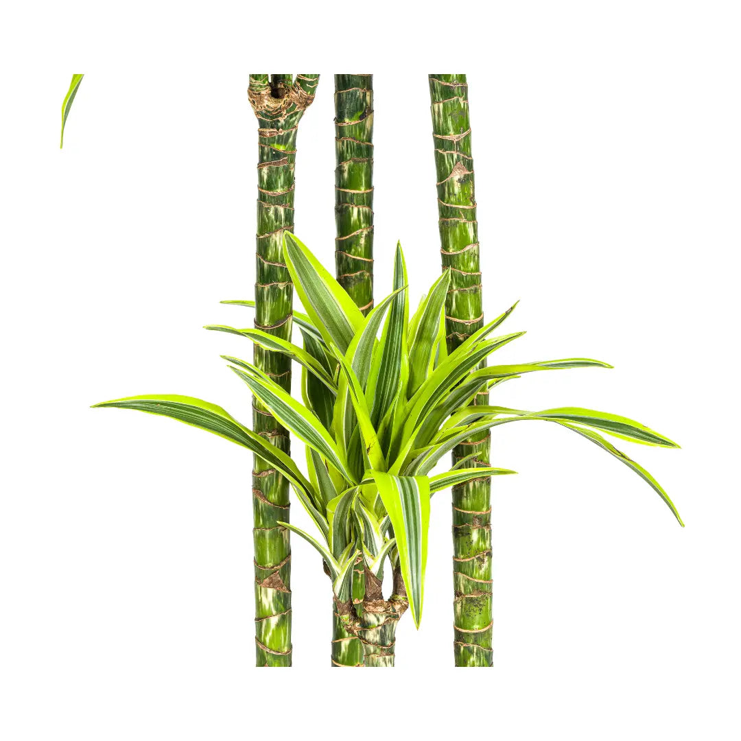 XXL Dracaena Deremensis 'Lemon Lime' – Pflegeleichte Blattschmuckpflanze (170-190cm) 🍋💚 - ES+ Everspring