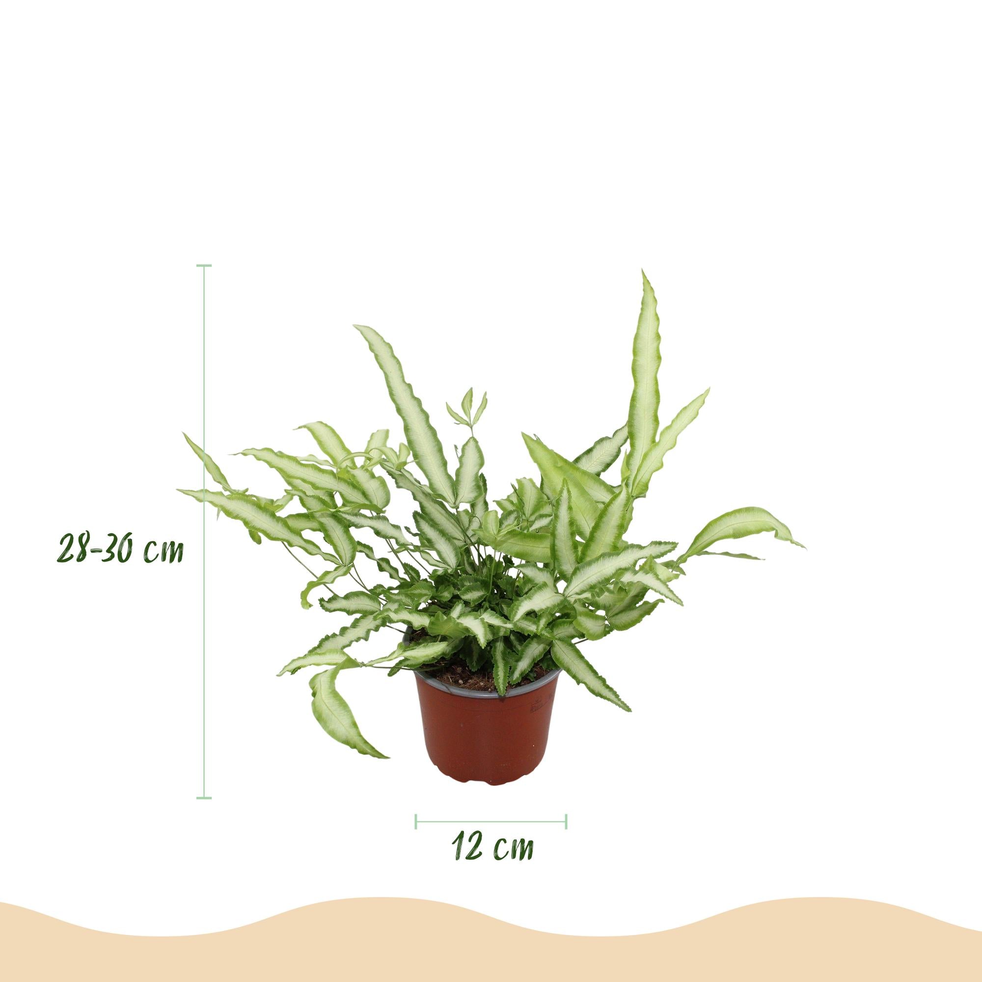 Pteris cretica 'Albolineata' – Der haustierfreundliche Streifen-Schwertfarn 🐾🌿 - ES+