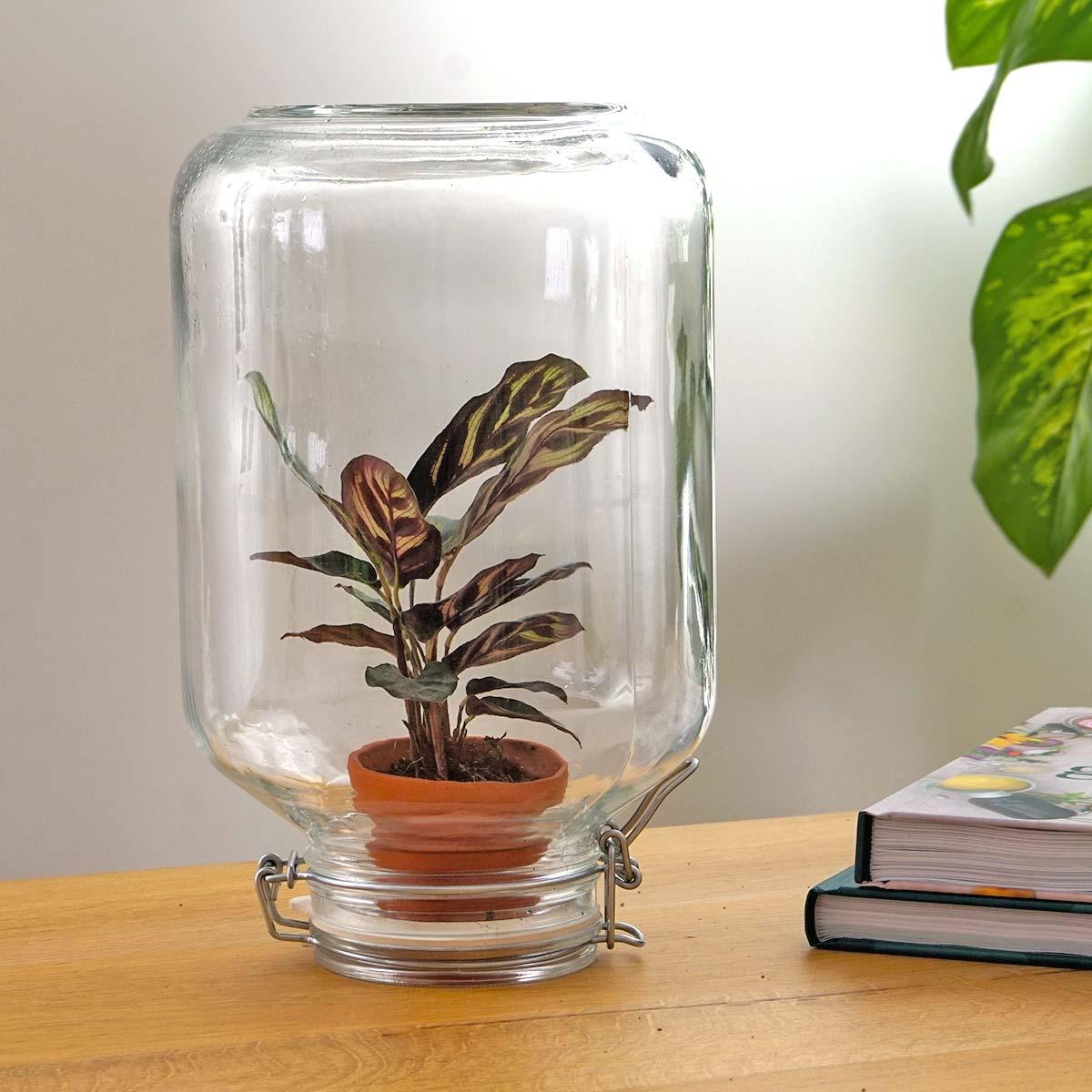 Easyplant Jar mit Calathea makoyana – Einmal gießen, ewig freuen! 💧🌿 - ES+