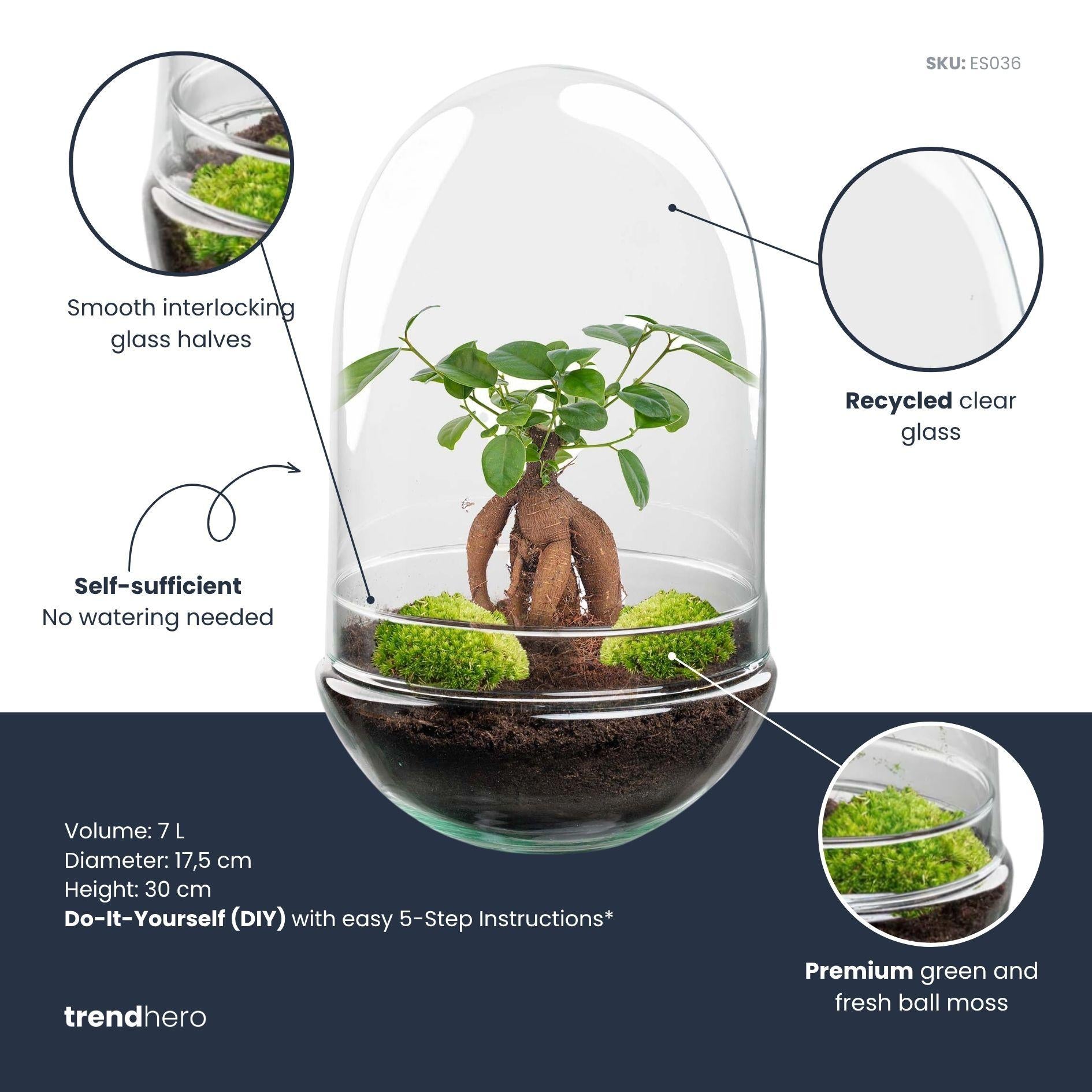 Flaschengarten DIY Set 'Egg XL Bonsai' – Ihr autarkes Mini-Ökosystem mit Ficus 🥚🌳 - ES+