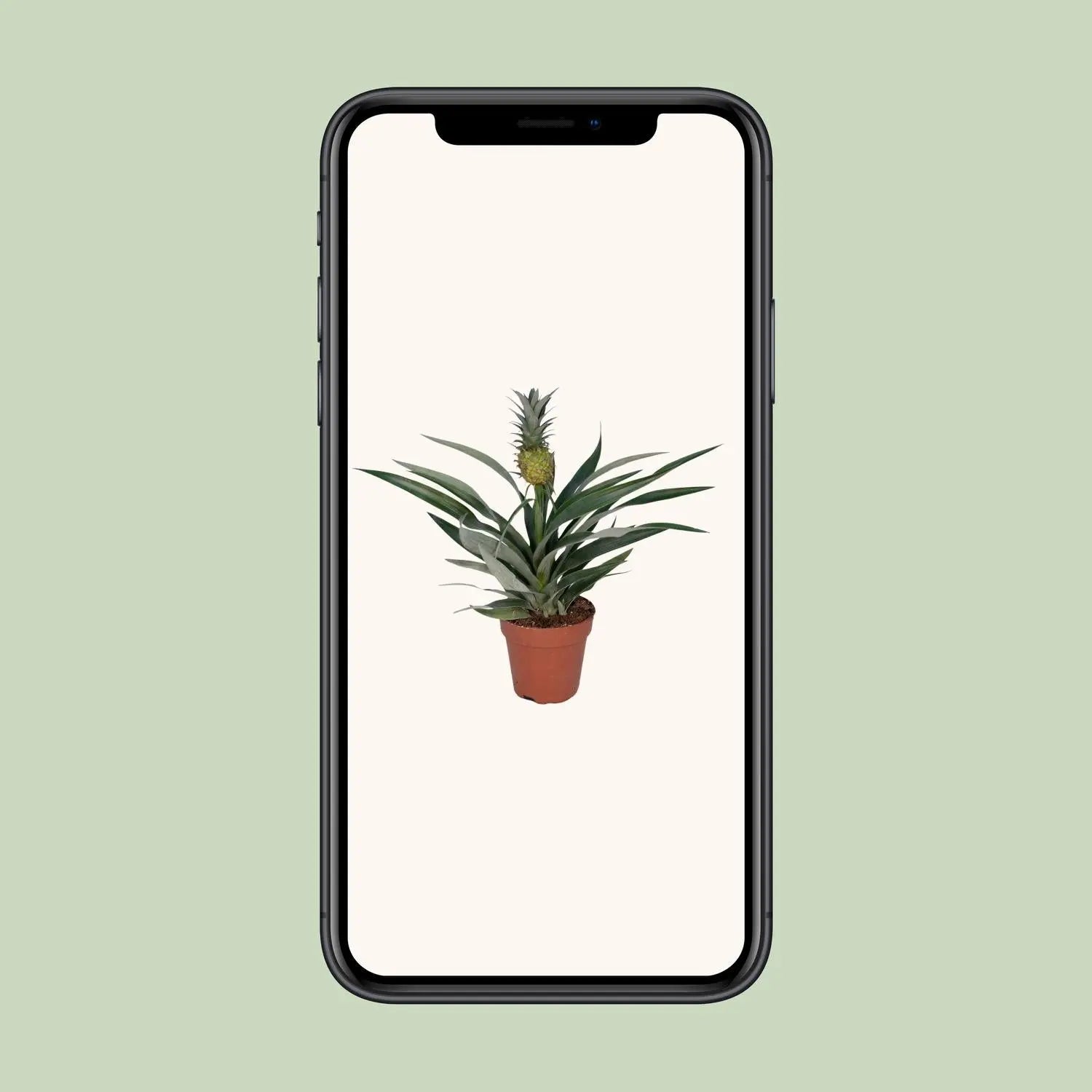 Bromelia Ananas (Ananaspflanze) – Tropische Vibes für dein Zuhause 🍍🌴 (Ø12cm | ↕30cm) - ES+ Everspring