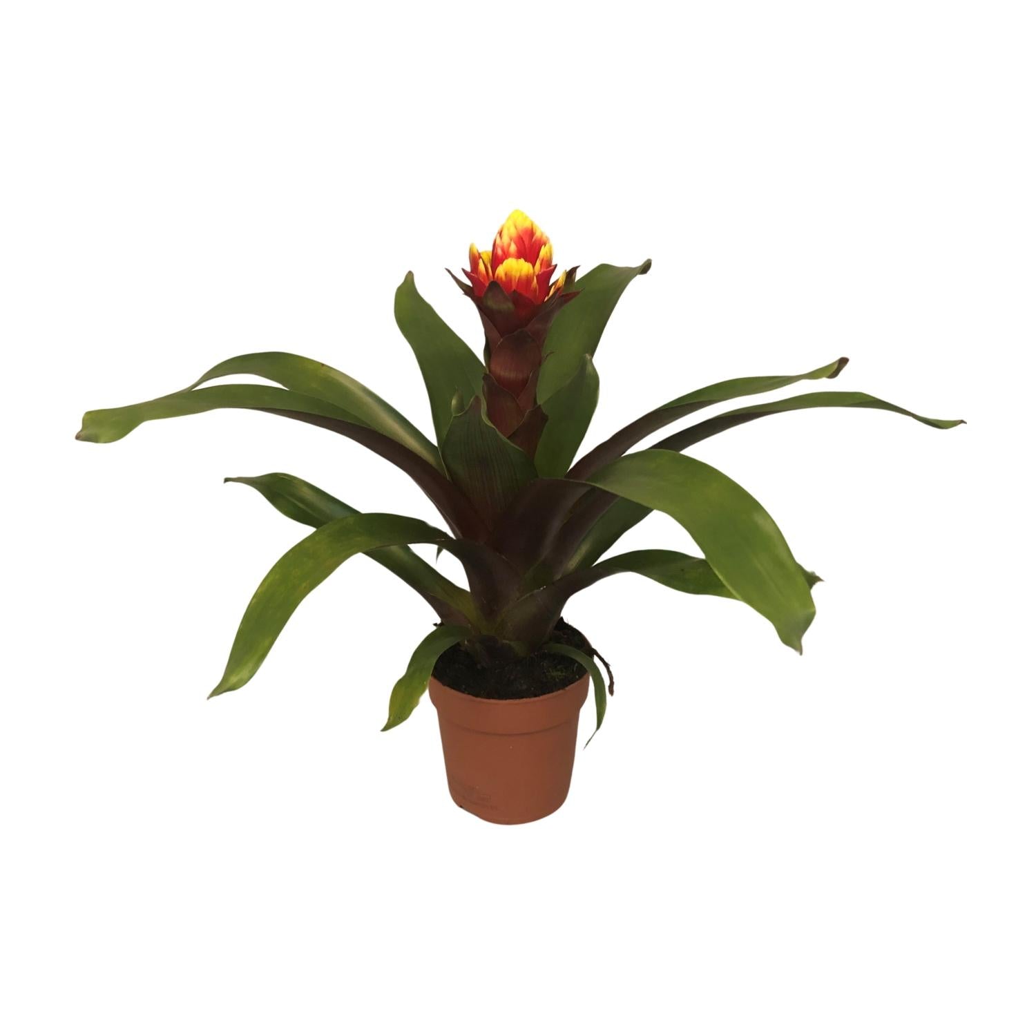 Exotische Schönheit: Guzmania 'Crown' – Die prachtvolle und pflegeleichte Bromelie 🔥👑 - ES+