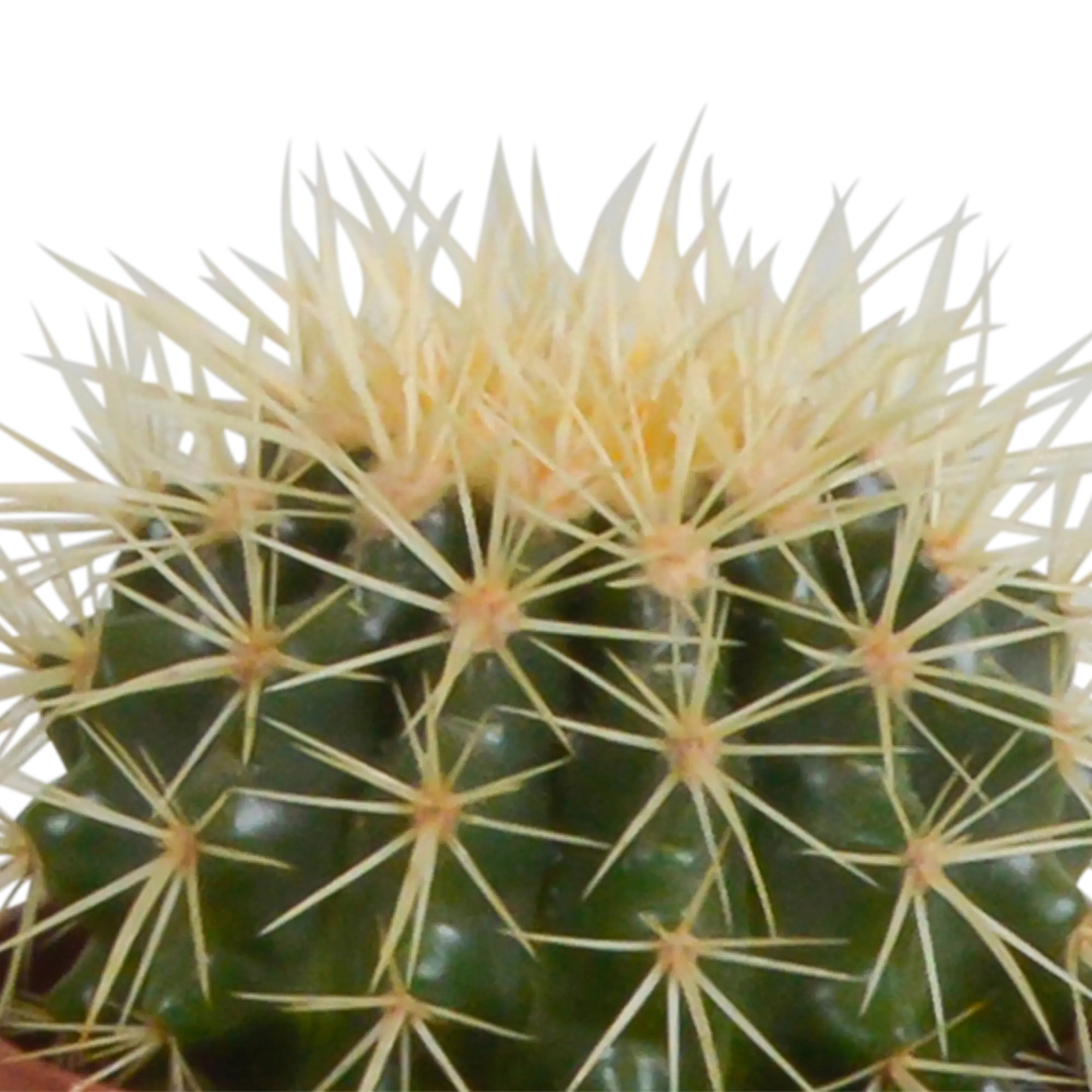 Kakteenmischung | 3er Kaktus-Set – Einzigartiges Trio in Top-Qualität 🌵✨ - ES+ Everspring