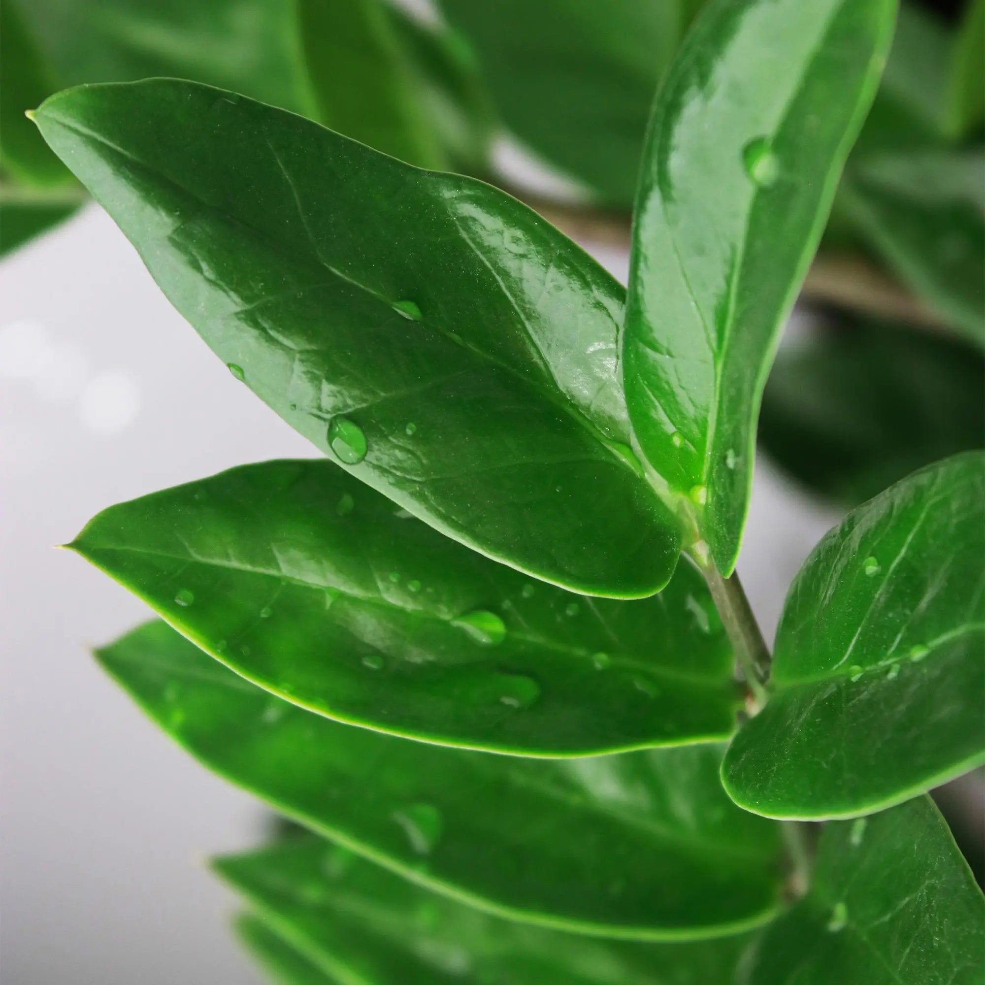 Green boutiQ | Zamioculcas (ZZ-Pflanze) im Style-Korb – Die Ultimative Pflegeleichte Zimmerpflanze 🌱💚 - ES+ Everspring