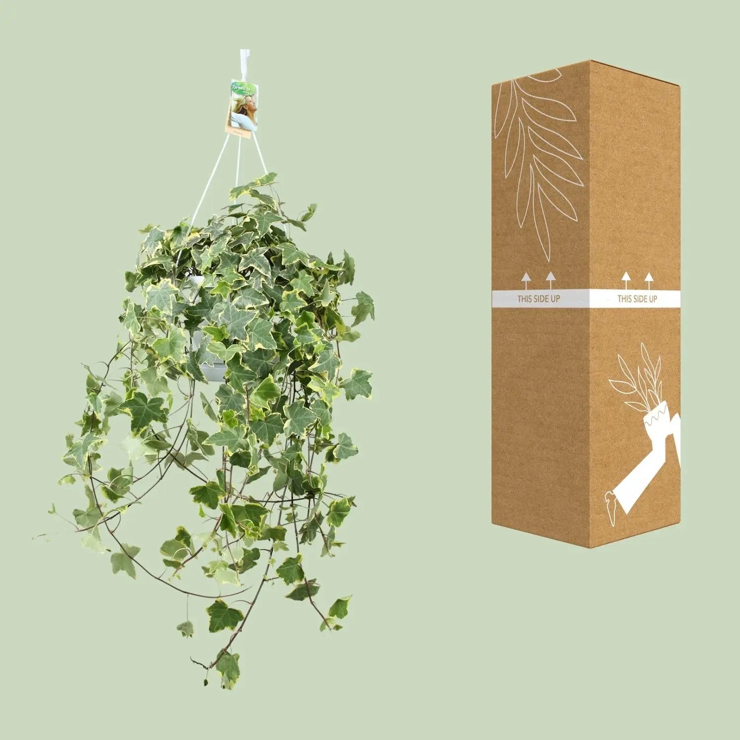 Hedera Helix 'Gold Child' – Der üppige XXL Efeu mit goldenem Rand 🌿 - ES+ Everspring