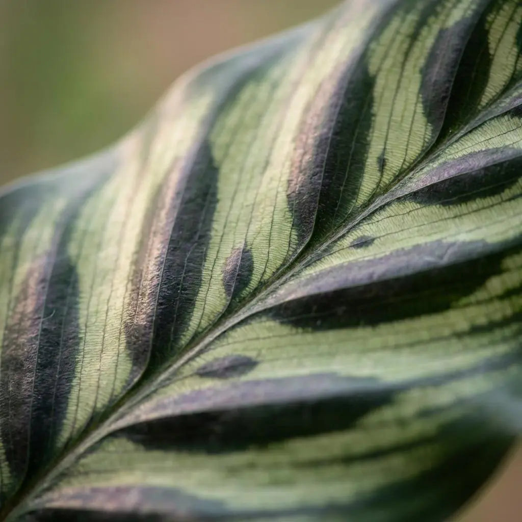 Green boutiQ | Pfauen-Korbmarante Calathea Makoyana – Exotischer Blickfang 🌿💜 - ES+ Everspring