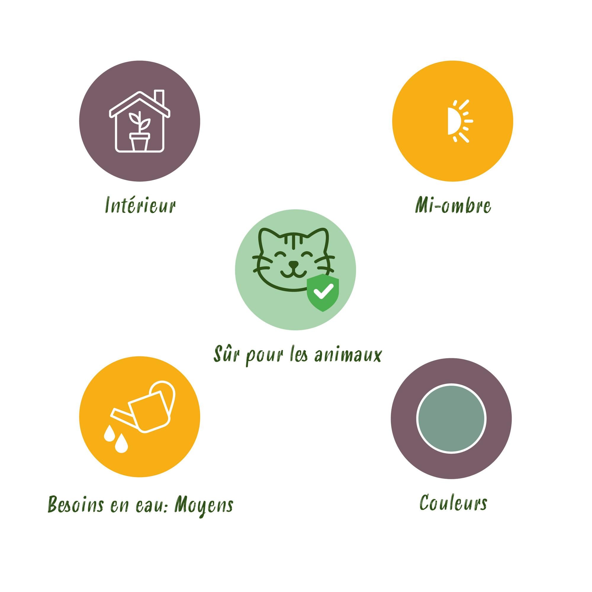 Phlebodium aureum 'Blue Star' – Der haustierfreundliche Blaue Farn 🐾💙 - ES+