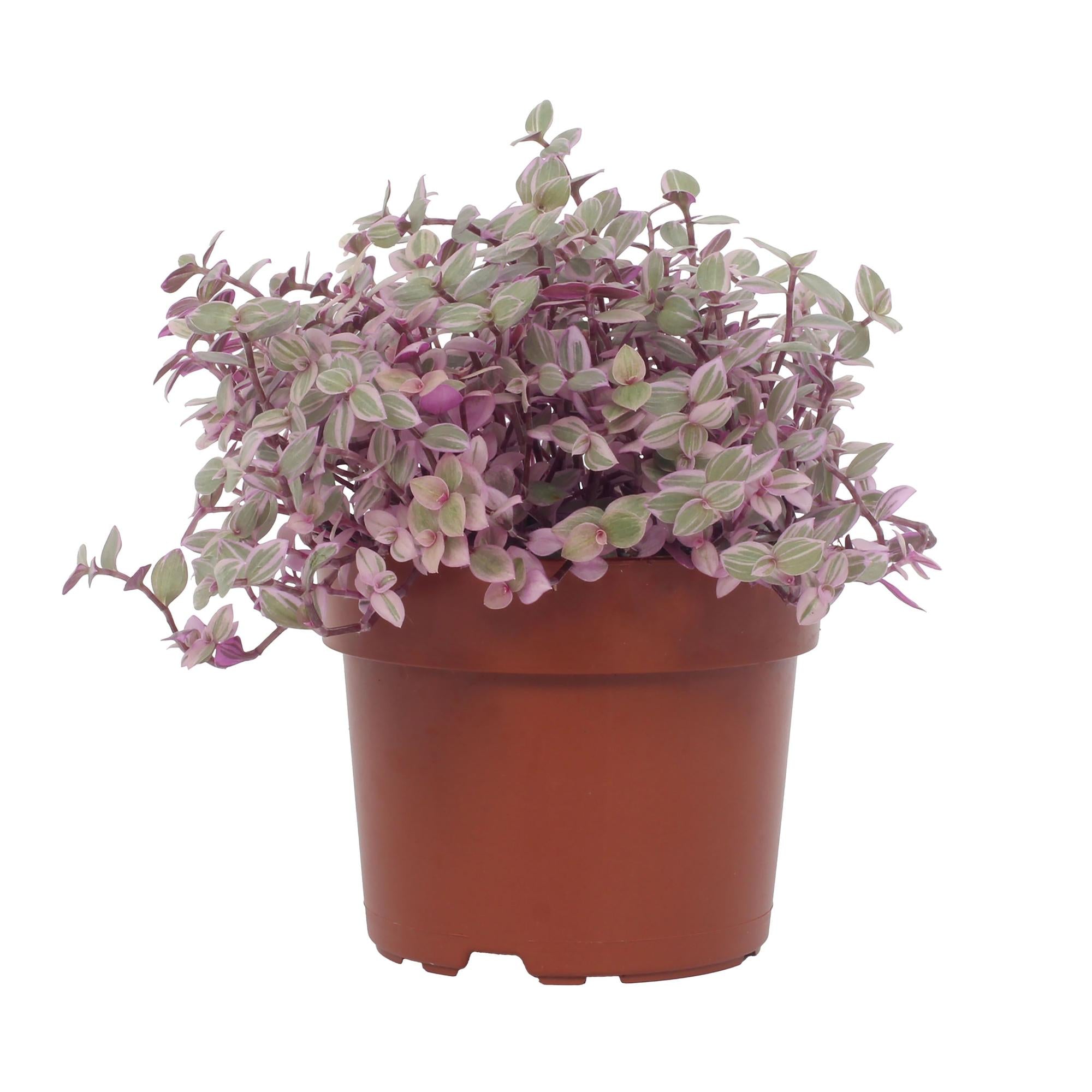 Callisia Repens 'Rosato' – Das Kriechende Schönpolster mit Rosa-Touch 💖🌿 - ES+