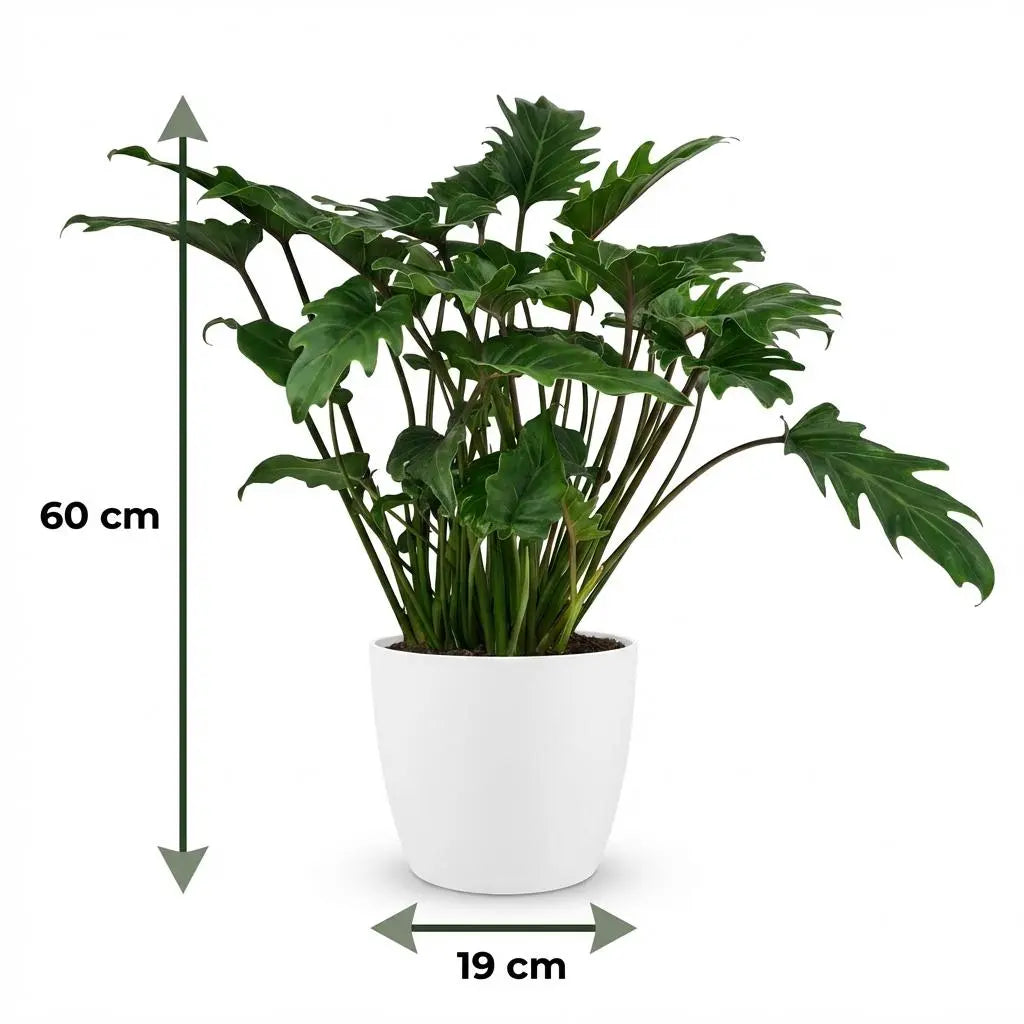 Green boutiQ | Philodendron Xanadu im Weißen Ziertopf – Pflegeleichtes Tropen-Flair 🌴💚 - ES+ Everspring