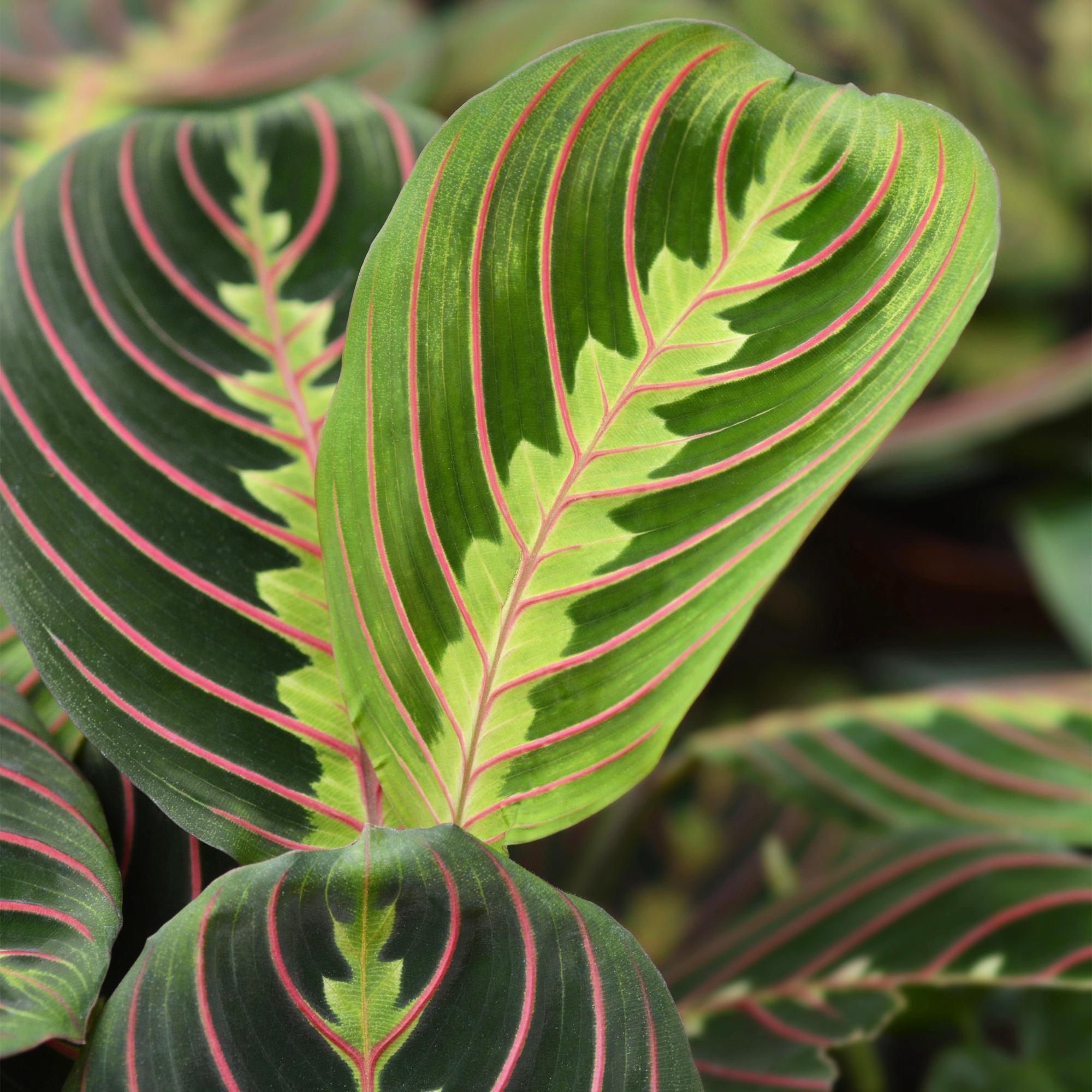 Green boutiQ | Maranta Fascinator Tricolour (Gebetsblatt) – Haustierfreundliches Farbenspiel 🌿 - ES+