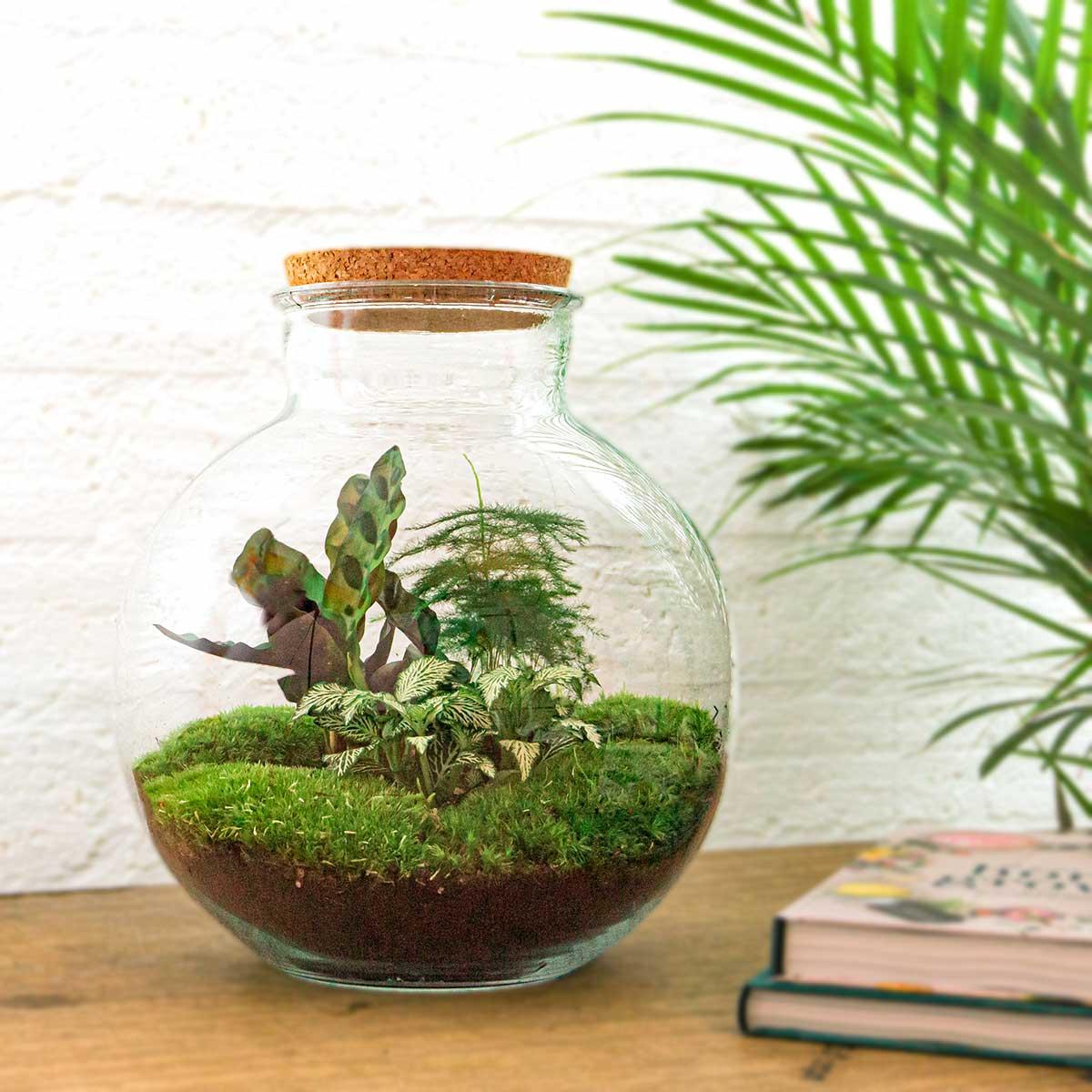 Leuchtendes Mini-Biotop: DIY Flaschengarten-Set „Bolder Bob“ mit LED-Korken ✨🌳 - ES+