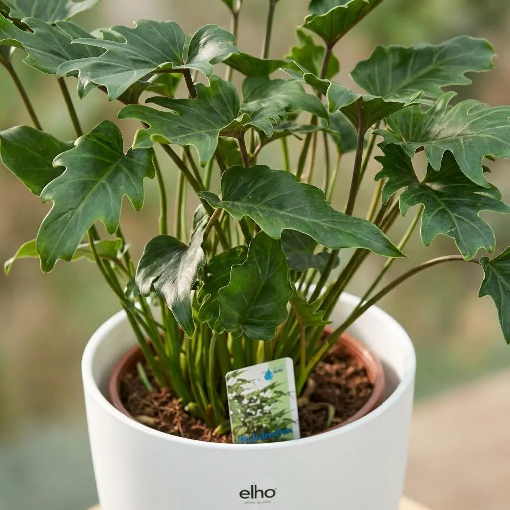 Green boutiQ | Philodendron Xanadu im Weißen Ziertopf – Pflegeleichtes Tropen-Flair 🌴💚 - ES+ Everspring